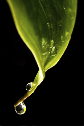 Raindrop Leaf